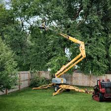 Best Tree Preservation Services  in Farr West, UT