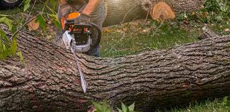 Best Lawn Watering Services  in Farr West, UT