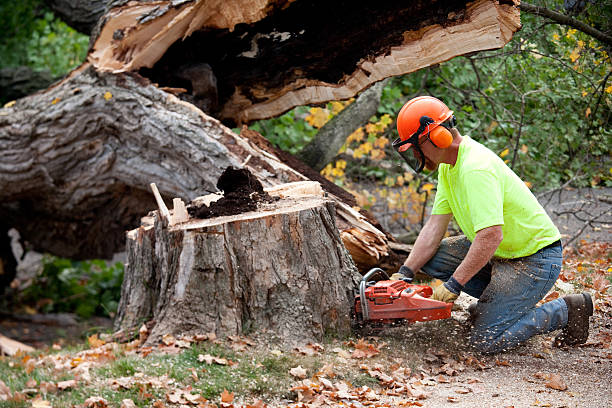 Best Tree Maintenance Programs  in Farr West, UT