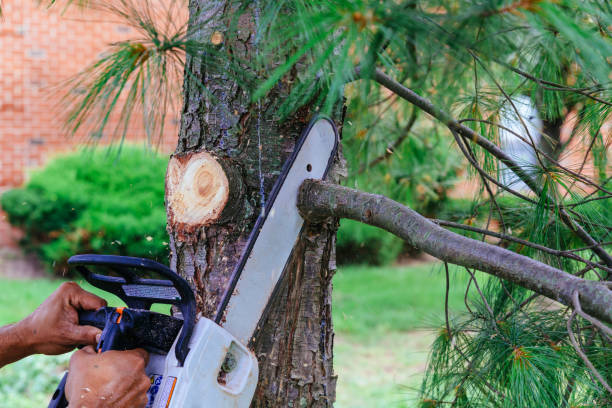 Best Tree and Shrub Care  in Farr West, UT